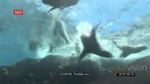 Float of Cape Fur Seals jumping into ocean swimming underwater and passing by camera LA.