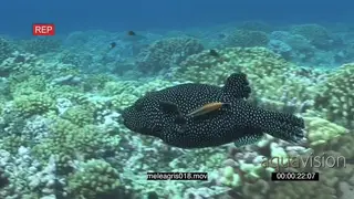 Redlip Cleaner Wrasse following cleaning Guineafowl Puffer swimming over reef with…
