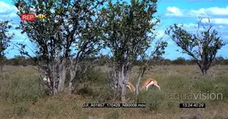 Two male springbok fighting head butting