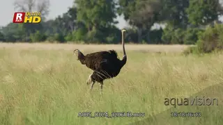 Male Ostrich walking, looking upright and searching.