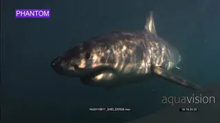 Large Great White Shark underwater SLOW UW PROFILE