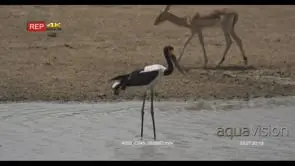 Saddle-billed Stork standing inside river looking around and Impala herd walking on.