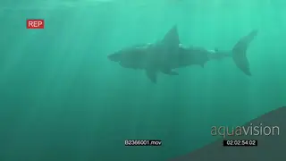 Great white shark gently swimming underwater in ocean then passing camera UW HAND