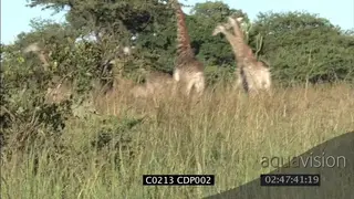 Lioness chase and hunt herd of Giraffes CU LA NTD