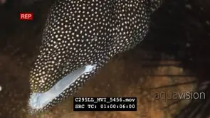 Salt & pepper Moray eel in reef crevice
