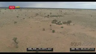 Aerial Drone Savannah grassland Zebra and Wildebeest herds in the distance standing.