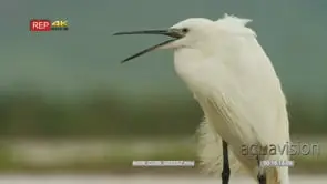 Close up shot of little egret standing and calling