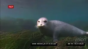 Pacific Harbour Seal Swimming close to the camera GENERAL BEHAVIOUR