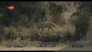 Leopard walking on bushveld marking LWS PAN