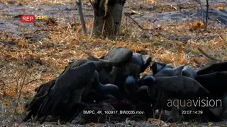 A Hood of White Backed Vultures feeding on an Impala kill, general behaviour.