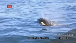 Killer Orca Whale hunting AmCam HAND