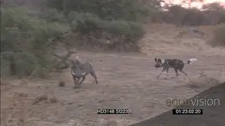 African wild dogs stalk hunt Warthog charging chasing wild dogs away defensive behaviour