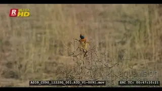 Ground agama hanging on the twigs of a bush