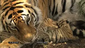 Tiger cubs suckling CU, John Varty talking MCU,CU,XCU