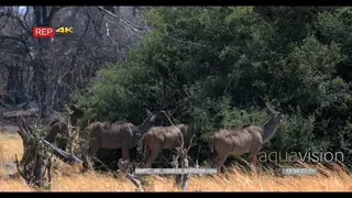 Greater female kudu herd eating off a bush