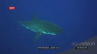 Great White Sharks swimming underwater in ocean passing by camera MLS HAND