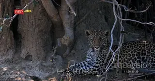 Leopard resting next to an anthill looking at the camera