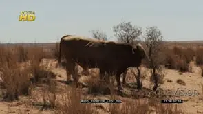 cattle grazing and walking on the Desert