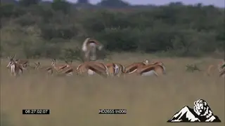 Herd of Springbok graze on African savannah, young males pronk and stotting