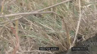 Mozambique Spitting Cobra laying on grass looking around then crawling away CU MS LS ZI.