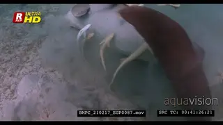 A Close Up shot of a Dugong eating eating sea grass.