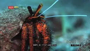 Close up front shot of a red with white dots, giant spotted hermit crab, Dardanus…