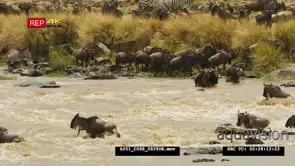Herd of wildebeest and zebras crossing mara river