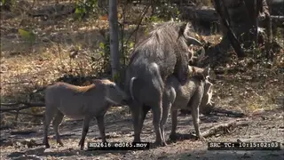Male and Female Warthogs mating MS