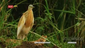 Squacco heron standing on the log