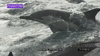 Common Dolphin pod porpoising across ocean AW PHANTOM