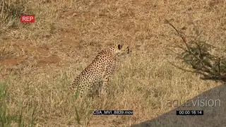 Cheetah laying down scouting around hunting getting up alerted stalking look across frame