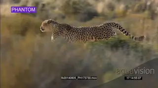 Cheetah chasing an unseen prey SLOW WS PAN