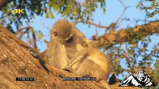 Vervet Monkeys grooming in tree LA CU
