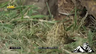 Puff Adder hunting young bullfrog MCU