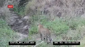 Leopard walking and laying down in bushveld HA MWS