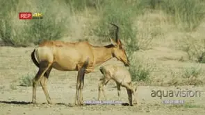Red hartebeest with foal