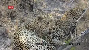 Leopards interacting then mating on bushveld MLS ZO TU LS HAND