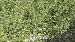 Mountain gorillas feeding on vegetation, play fighting and chasing each other