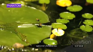 African honey bee hovering flying around another Bee on waterlily leaf