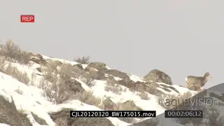 Elk Antelope being hunted by Gray Wolf and wolf running around on cliff in prairie LA WS.