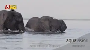 Two adult African Elephant bulls dominance display in the Chobe river, pushing each other.