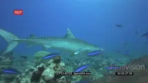 Tiger Shark UW MLS TRA HAND