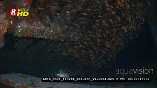 A large school of Golden sweeper fish swirl inside the Dunraven shipwreck.