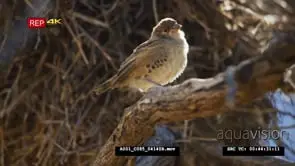 Female sociable weaver perched on branch backlit flies off