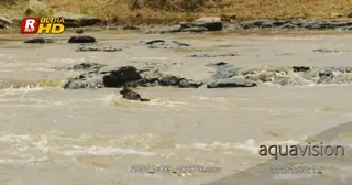 Blue Wildebeest attacked and killed by a crocodile while crossing the river.