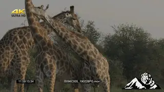 Giraffe fight