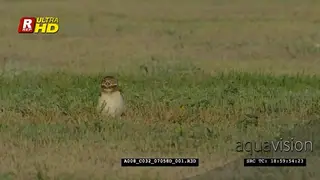 Burrowing owl scratching its wing with claws.