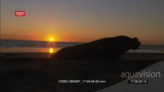 Elephant seal moving then laying down on a beach at sunset WS