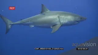 Large Great White Sharks of Guadalupe Island swimming in clear blue ocean AmCam HAND UW