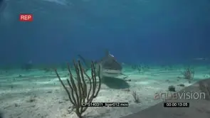 Tiger Sharks at bait bucket, swimming along bottom between Scuba Divers UW